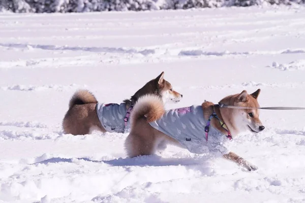 Primer Plano Dos Adorables Perros Shiba Inu Parque Soleado Día —  Fotos de Stock