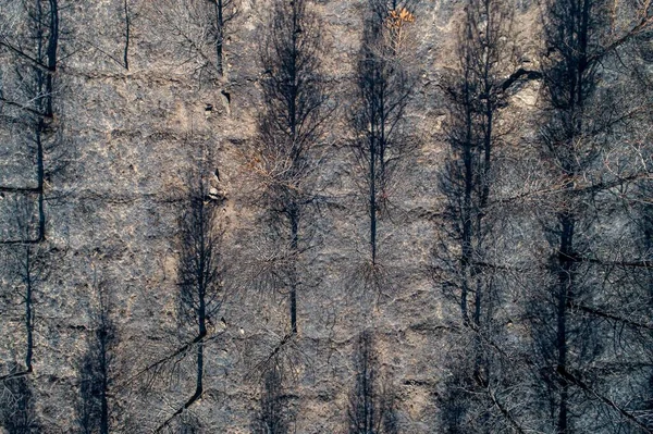 Vzdušný Pohled Shora Spálený Les Požáru Spálenou Jedlí Borovicemi Zemi — Stock fotografie