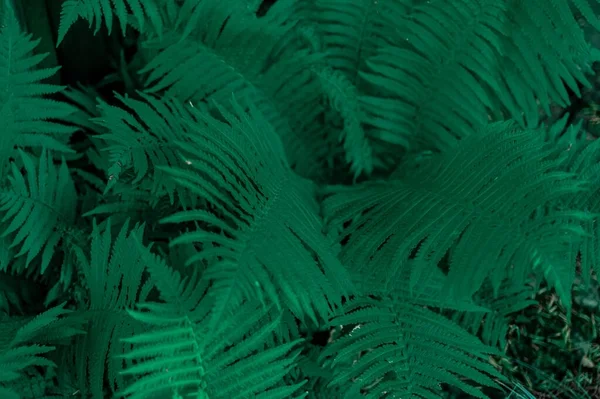 Κορυφή Άποψη Της Πράσινης Φτέρης Φύλλα Φύλλωμα Δημιουργεί Ένα Περιβαλλοντικό — Φωτογραφία Αρχείου