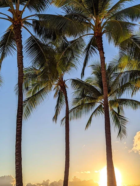 Une Vue Culture Des Palmiers Coucher Soleil — Photo