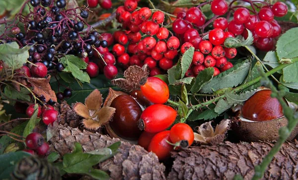 Zbliżenie Ujęcie Dzikich Jesiennych Owoców Orzechów — Zdjęcie stockowe