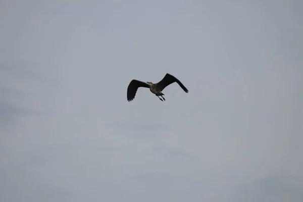 Una Vista Hermoso Pájaro Volando Cielo Con Peces Boca — Foto de Stock