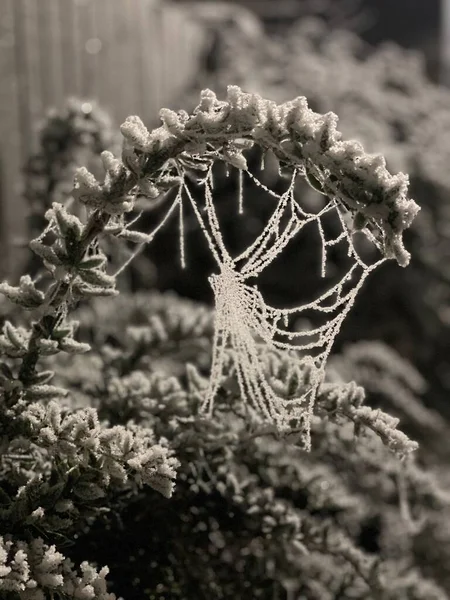 Karla Kaplı Örümcek Ağının Seçici Odak Noktası — Stok fotoğraf