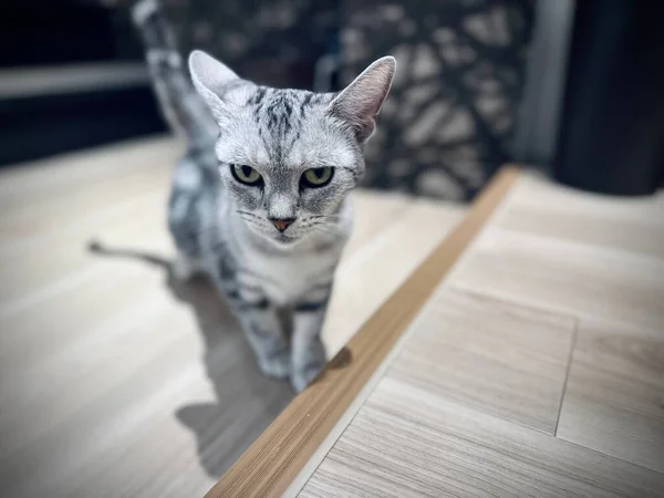 Close Gato Bonito Cinza Branco Olhando Para Uma Câmera — Fotografia de Stock