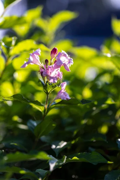 Eine Vertikale Nahaufnahme Einer Schönen Rosa Blume Die Der Natur — Stockfoto