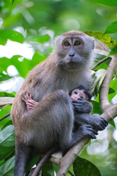 Μια Κάθετη Κοντινή Φωτογραφία Της Χαριτωμένης Μαϊμούς Κουτάβι Στο Κλαδί — Φωτογραφία Αρχείου
