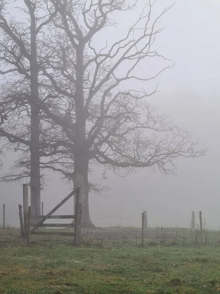 Вертикаль Великого Дерева Листя Оточеного Парканом Полі Покритому Щільним Туманом — стокове фото