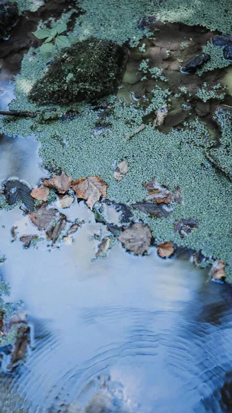 落叶和苔藓覆盖在岩石上的水的特写镜头 — 图库照片