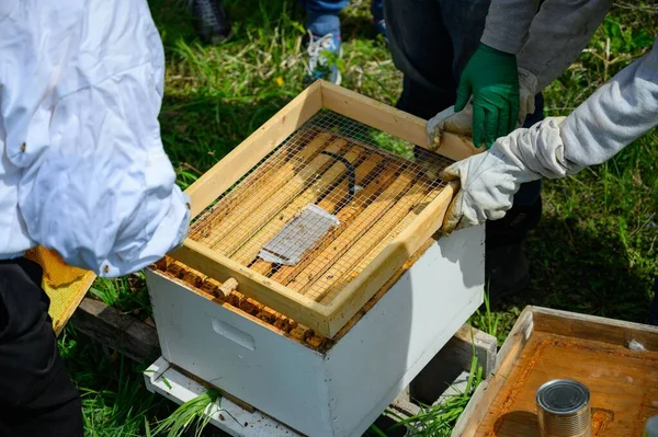 蜂の巣に木製の枠を設置する人々の閉鎖 — ストック写真