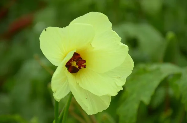 Zbliżenie Ujęcie Żółtego Oenothera Stricta Kwiat — Zdjęcie stockowe