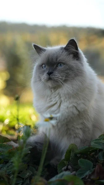 밖에서 귀엽고 복슬복슬 고양이의 클로즈업 — 스톡 사진