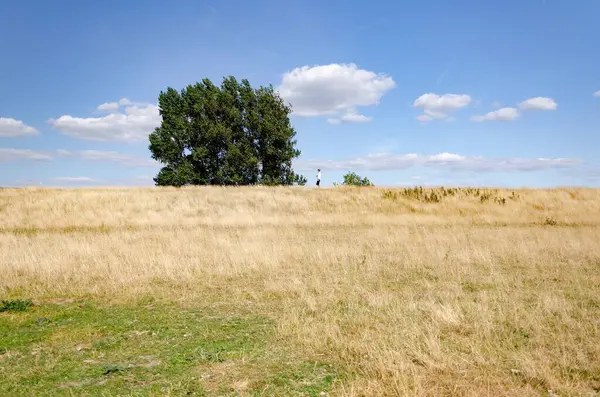 草原で一本の緑の木を歩く女性の遠いショット — ストック写真
