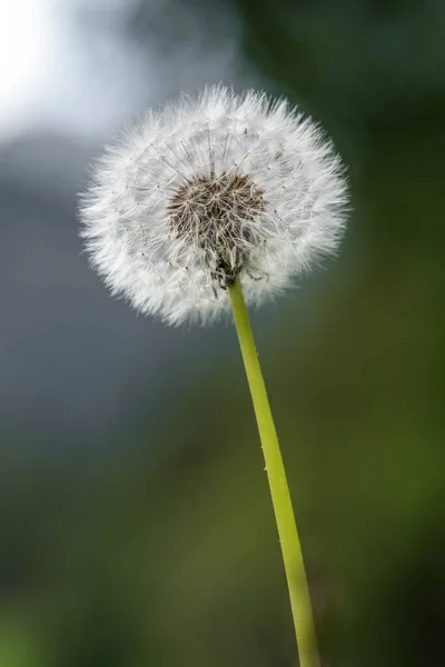 Vertical Closeup Dandelion Seed Head Blurry Background — Stock Photo, Image