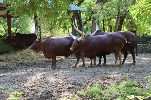 Una Manada Ankole Watusi Bos Taurus Indicus Entorno Natural — Foto de Stock