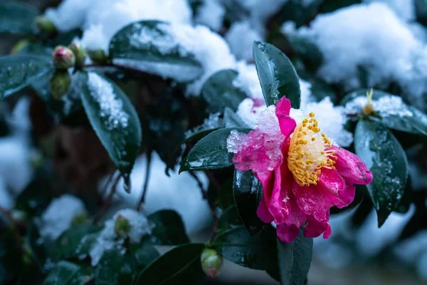 Karla Kaplı Güzel Pembe Bir Kamelya Sasanqua Çiçeğinin Yakın Çekimi — Stok fotoğraf