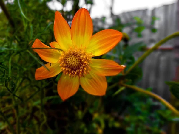 Крупним Планом Знімок Квітучої Червоної Квітки Далії Саду — стокове фото