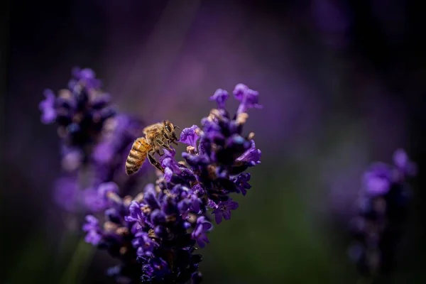 A closeup of a cute bee on a purple flower with blurred background