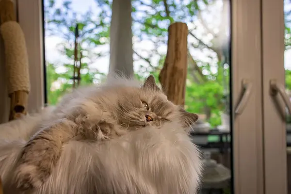 Słodki Puszysty Perski Kot Domu Drzewami Oknami Rozmytym Tle — Zdjęcie stockowe