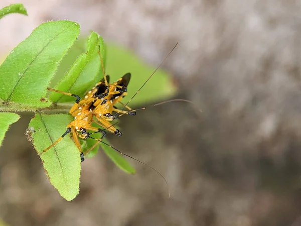 Közeli Felvétel Egy Assassin Bug Harpactorinae Párzás Egy Zöld Levél — Stock Fotó