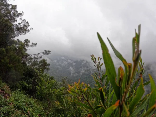 Гора Природой Облаками Деревьями Туманом Снимок Gopro Hero Разрешении — стоковое фото