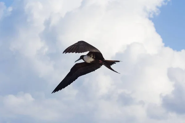 Mělké Ohnisko Záběru Frigatebird Otevřenými Křídly Vznášejícími Vysoko Zamračené Modré — Stock fotografie