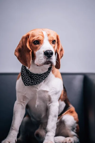 Beau Portrait Gros Plan Beagle — Photo