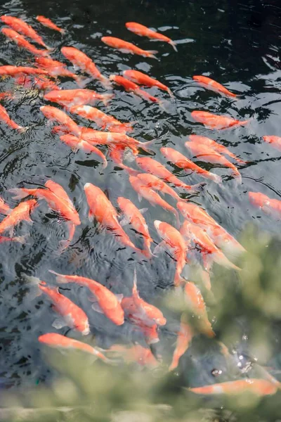 Vertical Shot Orange Koi Fish Swimming Water Pond Daytime — Stock Photo, Image