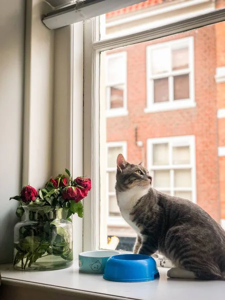 Egy Cuki Macska Függőleges Közelsége Ablakpárkányon Tálakkal Egy Rózsa Vázával — Stock Fotó