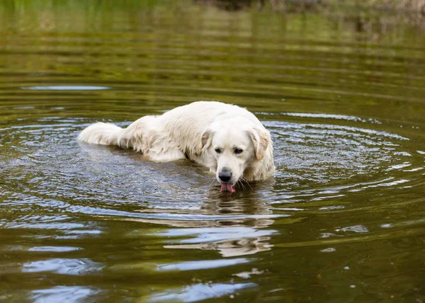 Een Schattige Golden Retriever Zwemmen Een Meer Drinkwater Een Zonnige — Stockfoto