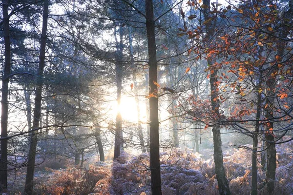 Uma Vista Panorâmica Luz Solar Uma Floresta Outono Parque Sutton — Fotografia de Stock