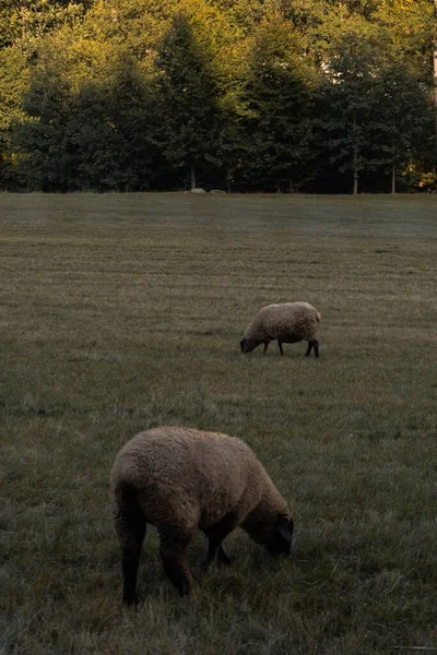 毛茸茸的萨福克羊在绿地里吃草的垂直镜头 — 图库照片