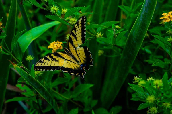 Zbliżenie Żółtego Tygrysa Jaskółka Motyla Roślinie — Zdjęcie stockowe