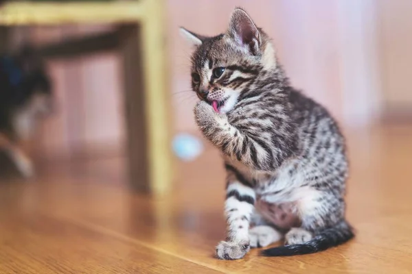 Een Schattige Tabby Kitten Likken Zijn Poot — Stockfoto