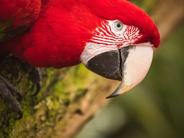 Eine Nahaufnahme Von Einem Schönen Bunten Papagei — Stockfoto