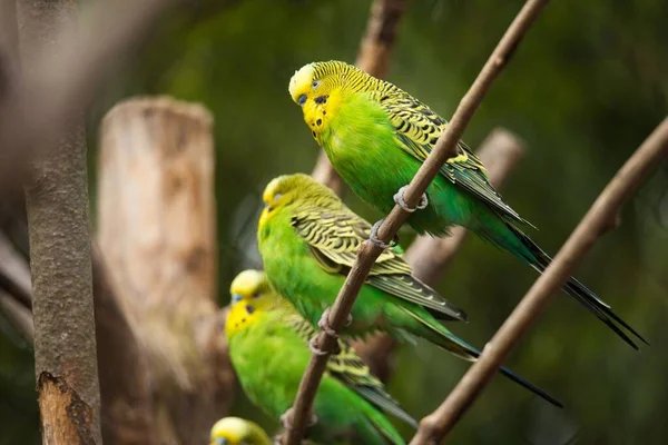 Selektivní Zaměření Papoušků Budgerigarových Melopsittacus Undulatus Spočívajících Větvích Stromů — Stock fotografie