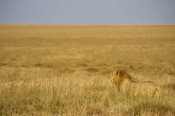 Machtige Leeuw Kijkt Naar Leeuwinnen Die Klaar Zijn Voor Jacht — Stockfoto