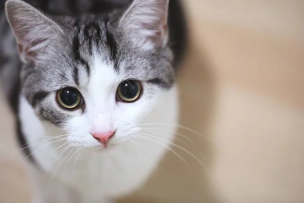 Sevimli Bir Kedi Portresinin Seçici Odak Noktası — Stok fotoğraf