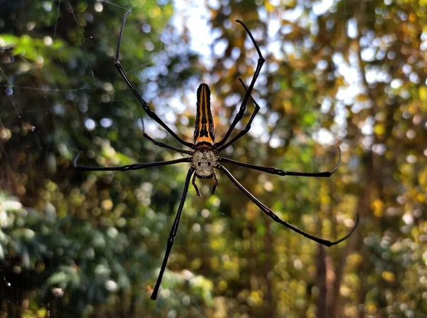 Een Closeup Van Een Giant Golden Orbweaver Een Spinnenweb — Stockfoto