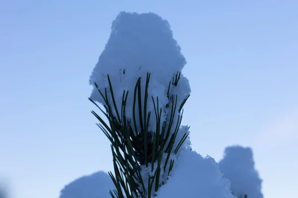 Closeup Shot Pine Tree Branch Covered Snow Sky Background — Stock Photo, Image