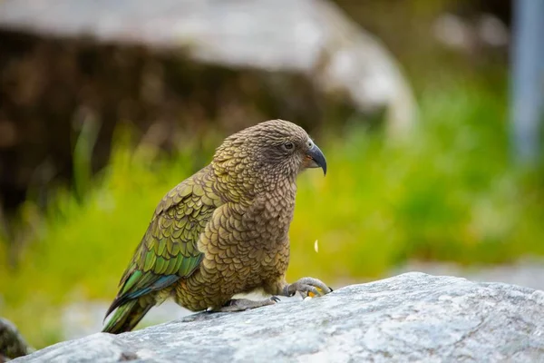 Una Vista Lateral Cerca Del Adorable Pájaro Kea Posado Una — Foto de Stock