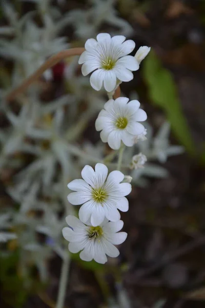 Zole Arka Planda Beyaz Nazik Bahçe Çiçeklerinden Oluşan Dikey Bir — Stok fotoğraf