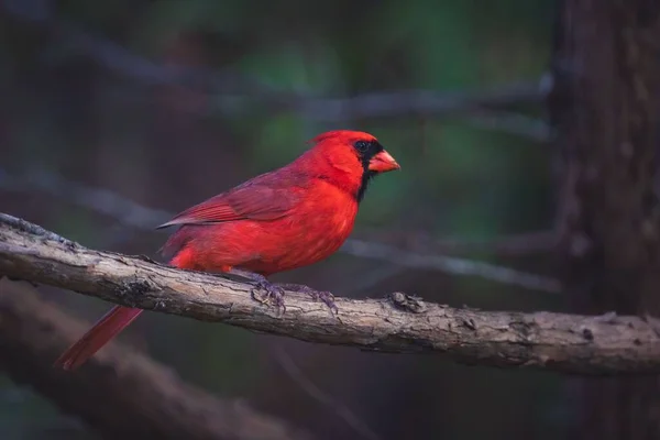 Shallow Focus Shot Adorable Red Northern Cardinal Perched Branch — Stock Photo, Image