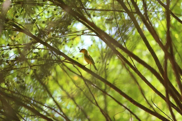 Eine Selektion Eines Safranfinkenvogels Sicalis Flaveola Auf Einem Ast — Stockfoto