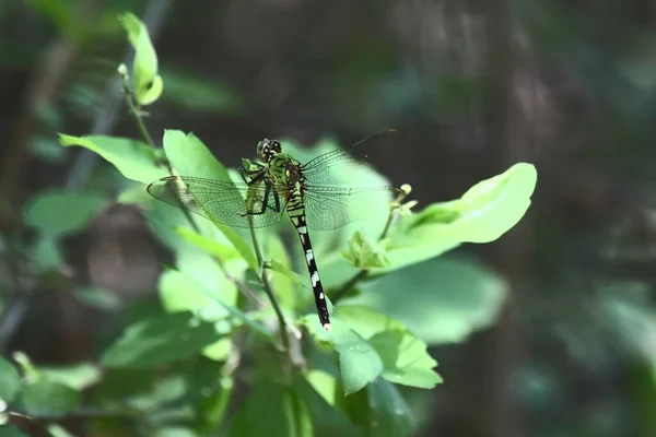 Shallow Focus Shot Slender Skimmer Dragonfly Green Plant Leaves Garden — Stock Photo, Image