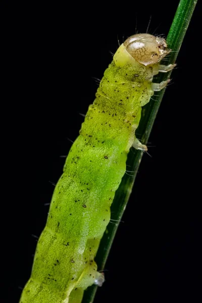Vacker Närbild Caterpillar Isolerad Svart Bakgrund — Stockfoto