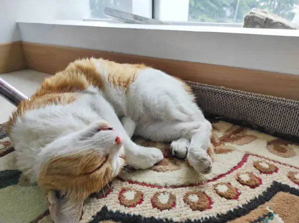 窓の近くのカーペットの上で寝ている猫 — ストック写真
