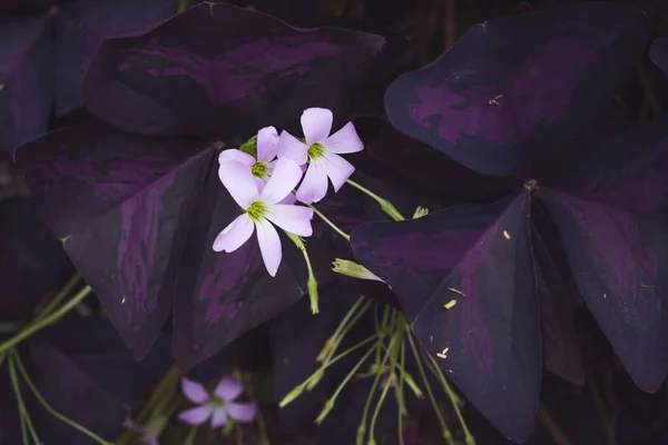 Крупним Планом Фіолетові Квіти — стокове фото