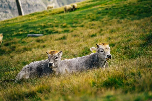 背景には 薄日に照らされた黄色い草の中の牛の放牧の閉鎖 — ストック写真