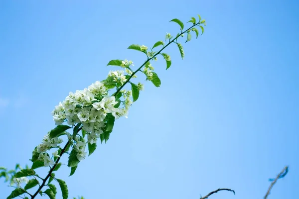 Prunus Padus Bitkilerinin Mavi Gökyüzüne Karşı Sığ Bir Odağı — Stok fotoğraf