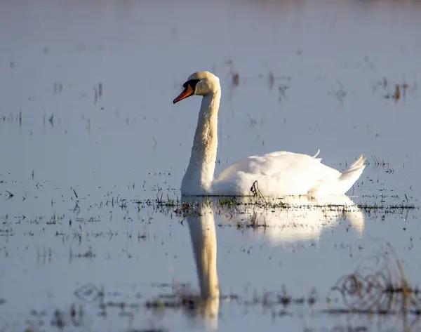Closeup Shot White Swan Swimming Water Dry Grass — Stock Photo, Image